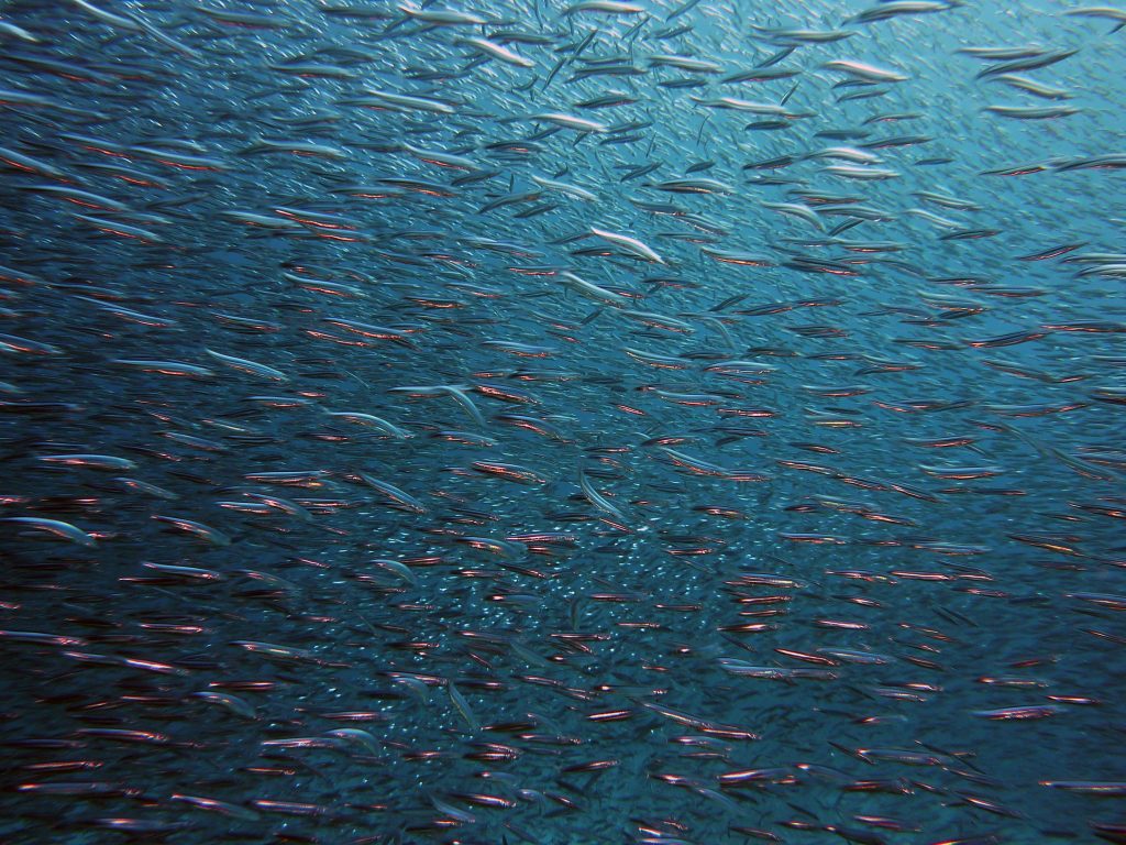 sardine