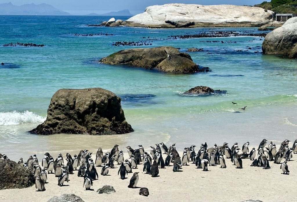 pinguini western cape