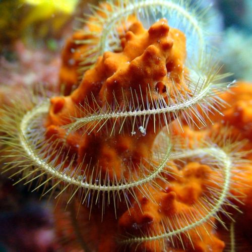 Coral reef safari a Pemba in Tanzania