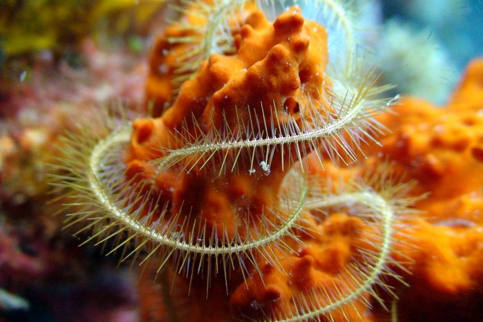 Coral reef safari a Pemba in Tanzania