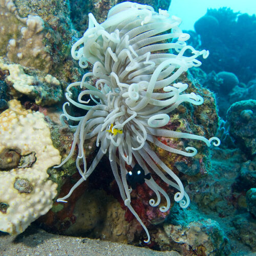 Red Sea Retreat: Esplora i Tesori Sommersi della Giordania