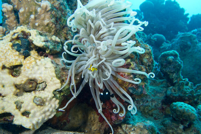 Red Sea Retreat: Esplora i Tesori Sommersi della Giordania